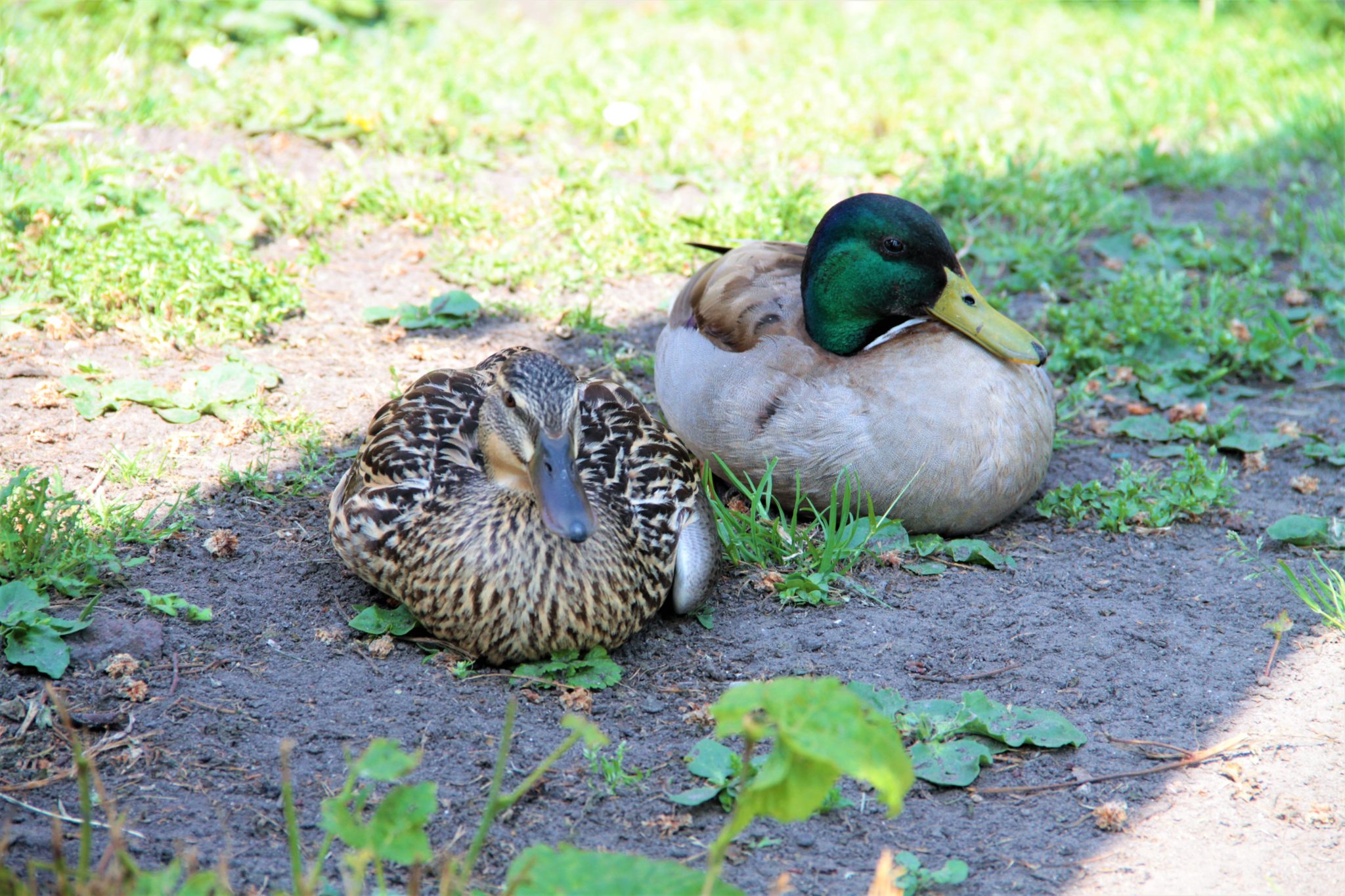 dieren eenden IMG_7031.jpg