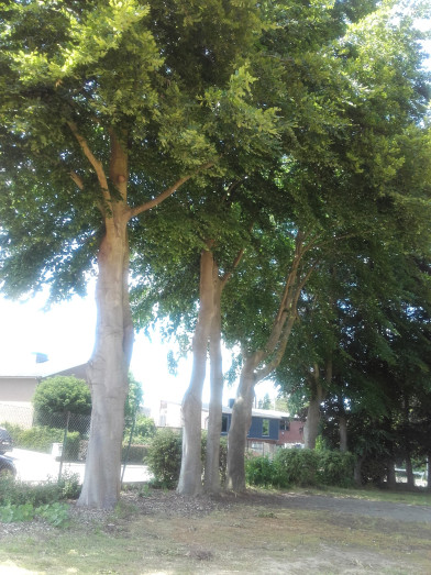 bomenrij-aan-straatkant