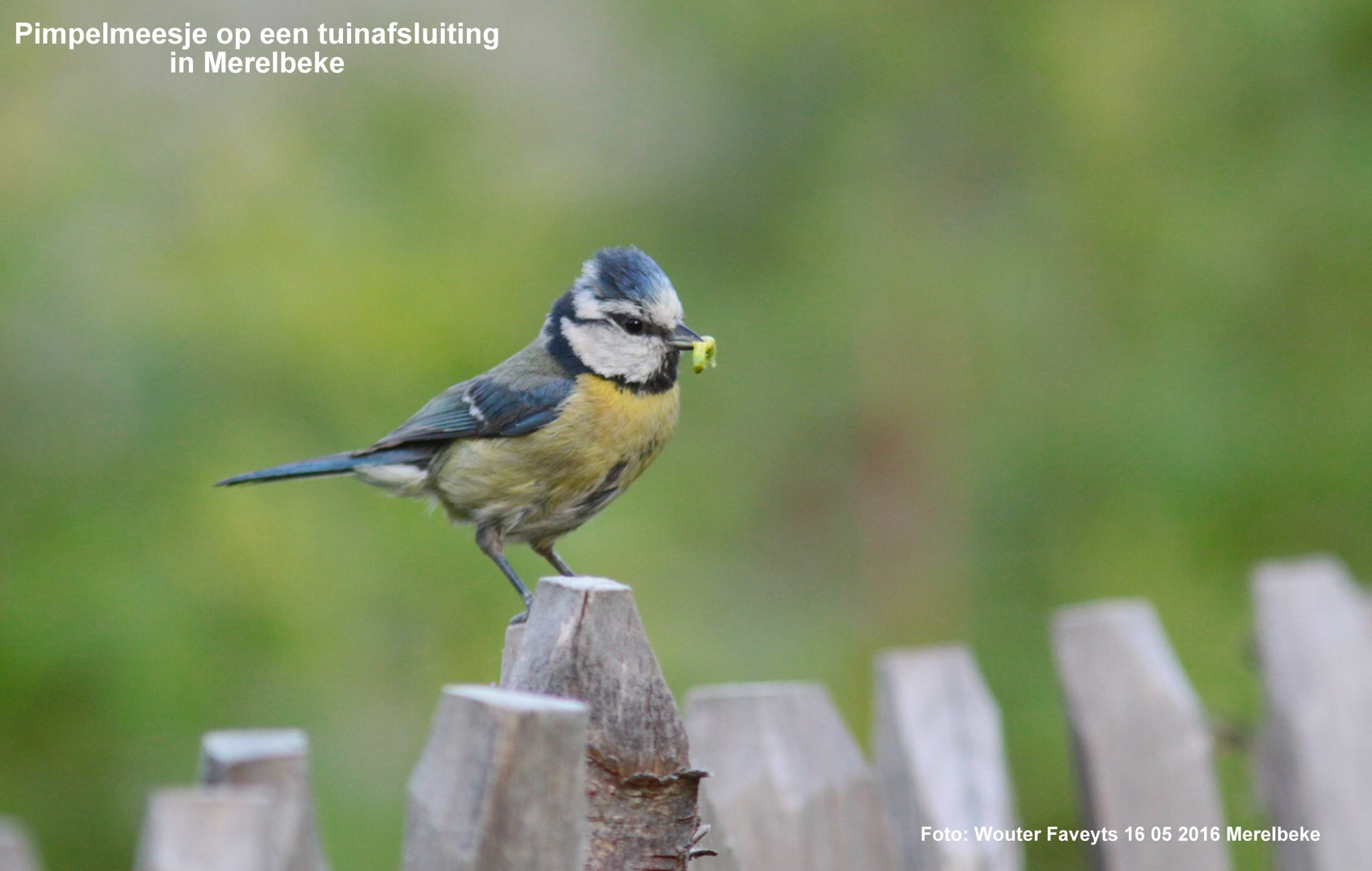 2-Merelbeke_tuin_16mei2016-3