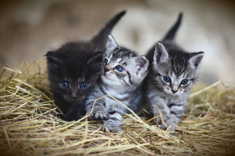 Honderd jaar kathedraal Pluche pop Opvanggezinnen voor katten en kittens gezocht – NUUS